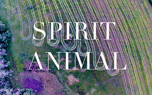 Spirit Animal